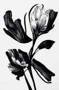 Plakat Black Flower