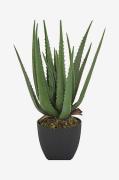 Vobb Aloe vera plante